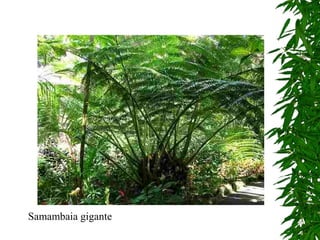 Samambaia gigante
 