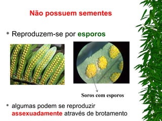 Não possuem sementes
 Reproduzem-se por esporos
 algumas podem se reproduzir
assexuadamente através de brotamento
Soros com esporos
 