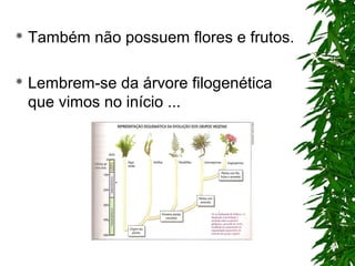  Também não possuem flores e frutos.
 Lembrem-se da árvore filogenética
que vimos no início ...
 