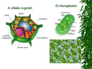 A célula vegetal:
O cloroplasto:
 