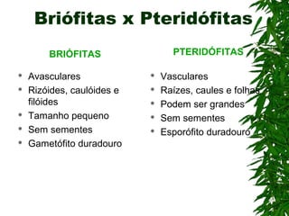 Briófitas x Pteridófitas
BRIÓFITAS
 Avasculares
 Rizóides, caulóides e
filóides
 Tamanho pequeno
 Sem sementes
 Gametófito duradouro
PTERIDÓFITAS
 Vasculares
 Raízes, caules e folhas
 Podem ser grandes
 Sem sementes
 Esporófito duradouro
 