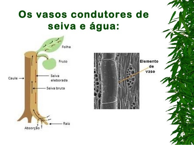 A diversidade das plantas
