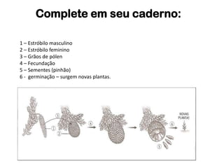 1 – Estróbilo masculino
2 – Estróbilo feminino
3 – Grãos de pólen
4 – Fecundação
5 – Sementes (pinhão)
6 - germinação – surgem novas plantas.
Complete em seu caderno:
 
