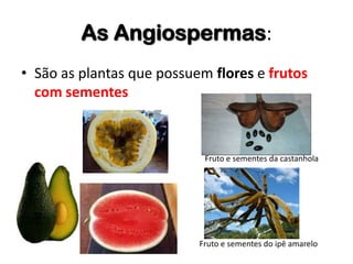 As Angiospermas:
• São as plantas que possuem flores e frutos
com sementes
Fruto e sementes da castanhola
Fruto e sementes do ipê amarelo
 