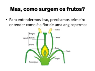 Mas, como surgem os frutos?
• Para entendermos isso, precisamos primeiro
entender como é a flor de uma angiosperma:
 