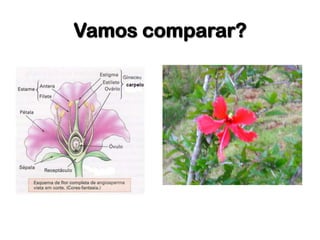 Vamos comparar?
 