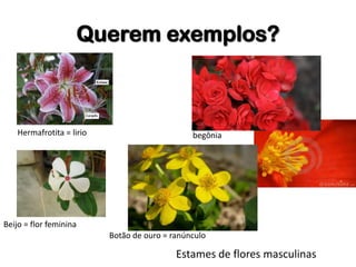 Querem exemplos?
Hermafrotita = lirio
Estames de flores masculinas
begônia
Botão de ouro = ranúnculo
Beijo = flor feminina
 