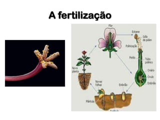 A fertilização
 