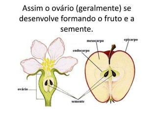 Assim o ovário (geralmente) se
desenvolve formando o fruto e a
semente.
 
