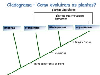 Cladograma – Como evoluíram as plantas?
Briófitas Pteridófitas Gimnospermas
Vasos condutores de seiva
sementes
Angiospermas
Flores e frutos
plantas que produzem
sementes
plantas vasculares
 