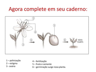 Agora complete em seu caderno:
1 – polinização
2 – estigma
3 - ovário
4 – fertilização
5 – fruto e semente
6 – germinação surge nova planta.
 
