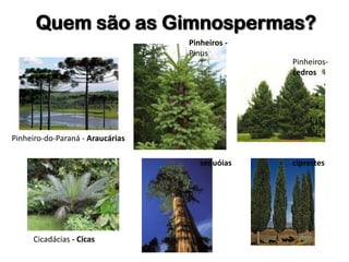 Quem são as Gimnospermas?
Pinheiro-do-Paraná - Araucárias
Cicadácias - Cicas
Pinheiros -
Pinus
Pinheiros-
cedros
ciprestessequóias
 