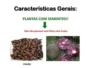 Características Gerais:
PLANTAS COM SEMENTES!!
Mas não possuem nem flores nem frutos.
PINHÃO
 