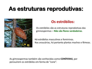 As estruturas reprodutivas:
Os estróbilos:
As gimnospermas também são conhecidas como CONÍFERAS, por
porssuírem os estróbilos em forma de “cone”.
Os estróbilos são as estruturas reprodutivas das
gimnospermas – Não são flores verdadeiras.
Há estróbilos masculinos e femininos.
Nas araucárias, há portanto plantas machos e fêmeas.
 