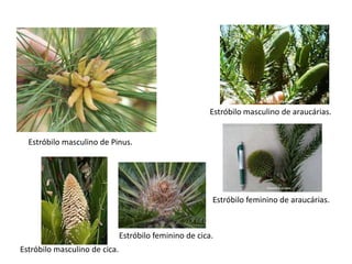 Estróbilo masculino de Pinus.
Estróbilo masculino de araucárias.
Estróbilo feminino de araucárias.
Estróbilo masculino de cica.
Estróbilo feminino de cica.
 