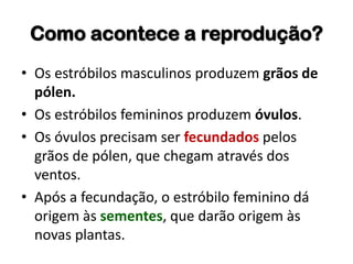 Como acontece a reprodução?
• Os estróbilos masculinos produzem grãos de
pólen.
• Os estróbilos femininos produzem óvulos.
• Os óvulos precisam ser fecundados pelos
grãos de pólen, que chegam através dos
ventos.
• Após a fecundação, o estróbilo feminino dá
origem às sementes, que darão origem às
novas plantas.
 