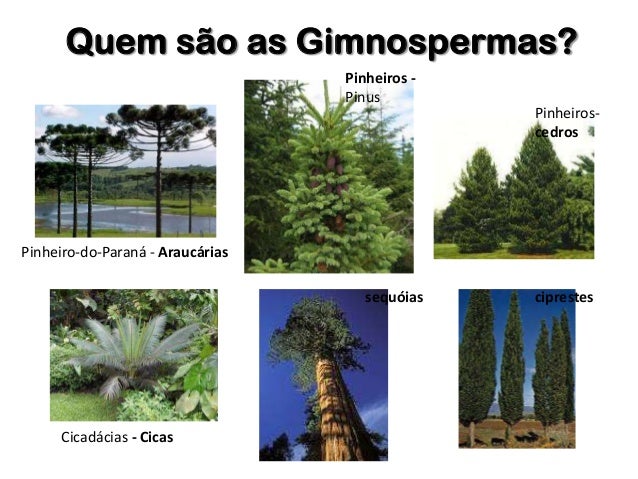 diversidade das plantas 2 gimnospermas e angiospermas diversidade das plantas 2 gimnospermas e angiospermas