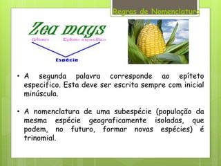 • A segunda palavra corresponde ao epíteto
especifico. Esta deve ser escrita sempre com inicial
minúscula.
• A nomenclatura de uma subespécie (população da
mesma espécie geograficamente isoladas, que
podem, no futuro, formar novas espécies) é
trinomial.
 