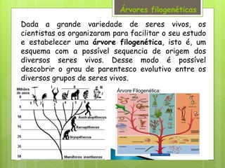 Dada a grande variedade de seres vivos, os
cientistas os organizaram para facilitar o seu estudo
e estabelecer uma árvore filogenética, isto é, um
esquema com a possível sequencia de origem dos
diversos seres vivos. Desse modo é possível
descobrir o grau de parentesco evolutivo entre os
diversos grupos de seres vivos.
Árvores filogenéticas
 