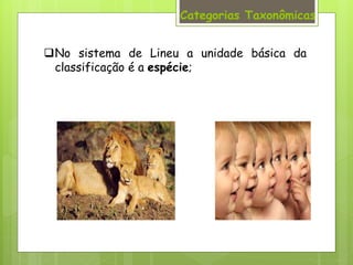 No sistema de Lineu a unidade básica da
classificação é a espécie;
Categorias Taxonômicas
 