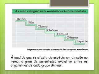 Diagrama representando a hierarquia das categorias taxonômicas.
Á medida que se afasta da espécie em direção ao
reino, o grau de parentesco evolutivo entre os
organismos de cada grupo diminui.
 