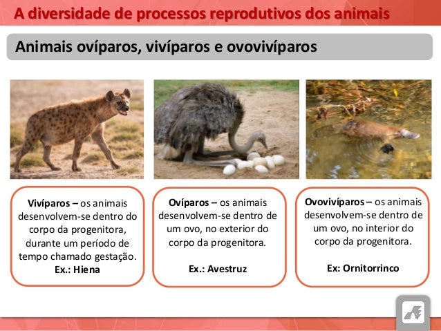 Ovoviviparos