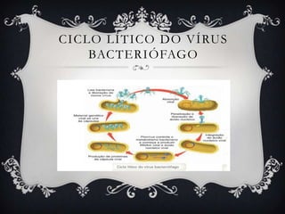CICLO LÍTICO DO VÍRUS
BACTERIÓFAGO
 