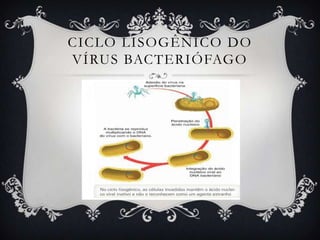 CICLO LISOGÊNICO DO
VÍRUS BACTERIÓFAGO
 