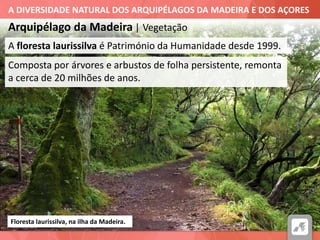 A DIVERSIDADE NATURAL DOS ARQUIPÉLAGOS DA MADEIRA E DOS AÇORES
Arquipélago da Madeira | Vegetação
Floresta laurissilva, na ilha da Madeira.
A floresta laurissilva é Património da Humanidade desde 1999.
Composta por árvores e arbustos de folha persistente, remonta
a cerca de 20 milhões de anos.
 