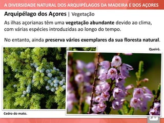 A DIVERSIDADE NATURAL DOS ARQUIPÉLAGOS DA MADEIRA E DOS AÇORES
Queiró.
Cedro do mato.
Arquipélago dos Açores | Vegetação
As ilhas açorianas têm uma vegetação abundante devido ao clima,
com várias espécies introduzidas ao longo do tempo.
No entanto, ainda preserva vários exemplares da sua floresta natural.
 