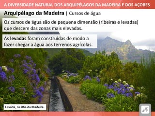 A DIVERSIDADE NATURAL DOS ARQUIPÉLAGOS DA MADEIRA E DOS AÇORES
Arquipélago da Madeira | Cursos de água
Levada, na ilha da Madeira.
Os cursos de água são de pequena dimensão (ribeiras e levadas)
que descem das zonas mais elevadas.
As levadas foram construídas de modo a
fazer chegar a água aos terrenos agrícolas.
 