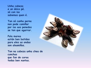Unha cabeza
e un único pé.
só con iso
sabemos quen é.
Tan só cunha perna
non pode camiñar
por iso aos penedos
se ten que agarrar.
Pola marea
están ben batidos
para eles as ondas
son aloumiños.
Ten na cabeza unha chea de
cunchas
que fan de coroa
todas ben xuntas.
 