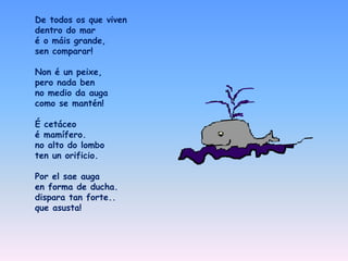 De todos os que viven
dentro do mar
é o máis grande,
sen comparar!
Non é un peixe,
pero nada ben
no medio da auga
como se mantén!
É cetáceo
é mamífero.
no alto do lombo
ten un orificio.
Por el sae auga
en forma de ducha.
dispara tan forte..
que asusta!
 
