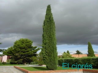 El ciprés 