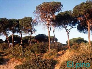 El pino 