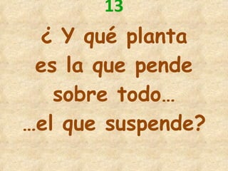 13 ¿ Y qué planta es la que pende sobre todo… … el que suspende? 