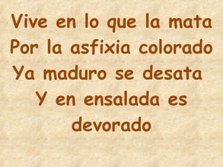 16 Vive en lo que la mata Por la asfixia colorado Ya maduro se desata  Y en ensalada es devorado 