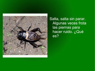 Salta, salta sin parar.
Algunas veces frota
las piernas para
hacer ruido. ¿Qué
es?
 