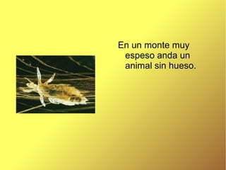 En un monte muy
espeso anda un
animal sin hueso.
 