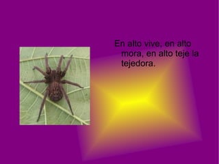 En alto vive, en alto
mora, en alto teje la
tejedora.
 