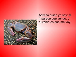 Adivina quien yo soy: al
ir parece que vengo, y
al venir, es que me voy.
 