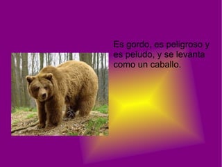 Es gordo, es peligroso y
es peludo, y se levanta
como un caballo.
 