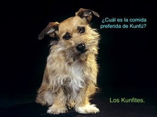 ¿Cuál es la comida
preferida de Kunfú?
Los Kunfites.
 