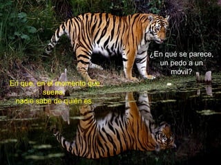 ¿En qué se parece,
un pedo a un
móvil?
En que, en el momento que
suena,
nadie sabe de quién es.
 