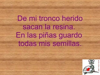 De mi tronco herido sacan la resina.  En las piñas guardo  todas mis semillas. 