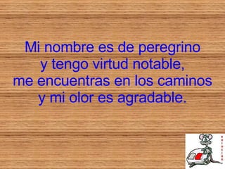 Mi nombre es de peregrino y tengo virtud notable, me encuentras en los caminos y mi olor es agradable. 