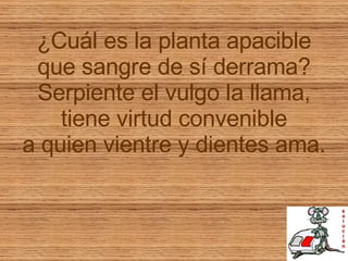¿Cuál es la planta apacible que sangre de sí derrama? Serpiente el vulgo la llama, tiene virtud convenible a quien vientre y dientes ama. 