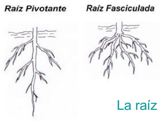 La raíz 