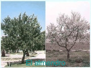 El almendro 