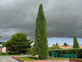 El ciprés 